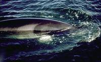 Image of: Balaenoptera acutorostrata (minke whale)