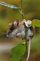 Image of: Peromyscus maniculatus (deer mouse)