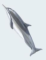 Image of: Stenella longirostris (spinner dolphin)