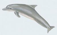 Image of: Tursiops truncatus (bottlenosed dolphin)