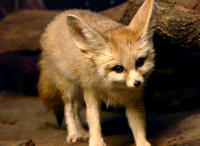 Image of: Vulpes zerda (fennec)