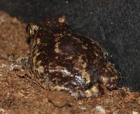 Image of: Scaphiopus holbrookii (eastern spadefoot)