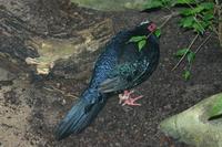 Lophura edwardsi - Edwards's Pheasant