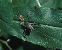 Image of: Coreidae (leaf-footed bugs)