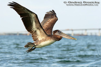 Pelecanus occidentalis - Brown Pelican