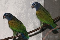 Pionus menstruus - Blue-headed Parrot