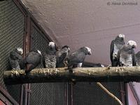 Psittacus erithacus timneh - Timneh African Grey parrot