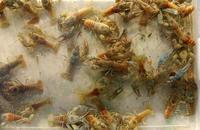 Image of: Orconectes virilis (virile crayfish), Orconectes rusticus (rusty crayfish)