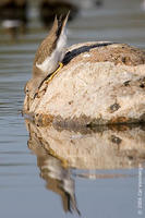 Image of: Actitis macularius (spotted sandpiper)