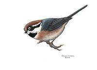 Image of: Aegithalos concinnus (black-throated tit)