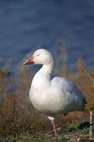 Image of: Anser caerulescens (snow goose)