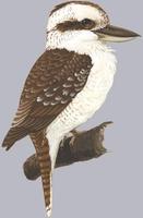 Image of: Dacelo novaeguineae (laughing kookaburra)