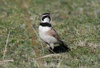 Image of: Eremophila alpestris (horned lark)