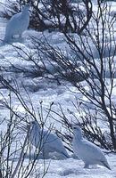 Image of: Lagopus lagopus (willow ptarmigan)