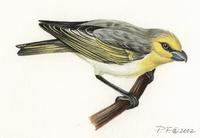 Image of: loxioides bailleui (palila)