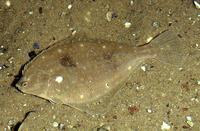 Pleuronectes platessa - European Plaice