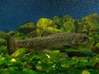 Salvelinus fontinalis - Aurora Trout