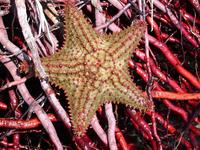 Image of: Oreaster reticulatus (cushion sea star)