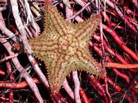 Image of: Oreaster reticulatus (cushion sea star)