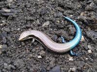 Chalcides sexlineatus