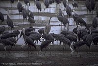 Hooded Crane - Grus monacha