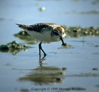 Spoon-billed Sandpiper - Calidris pygmeus