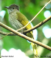 Mountain Bulbul - Ixos mcclellandii