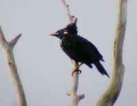 Long-crested Myna - Basilornis corythaix