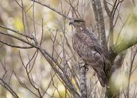 Madagascar Cuckoo-Hawk (Aviceda madagascariensis) photo