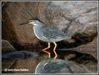 Striated Heron - Butorides striata