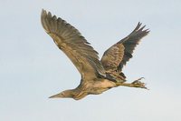 Pinnated Bittern - Botaurus pinnatus