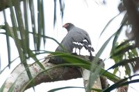 Slate-colored Hawk - Leucopternis schistaceus