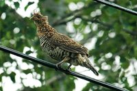 Ruffed Grouse - Bonasa umbellus