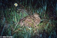 Stubble Quail - Coturnix pectoralis