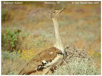 Australian Bustard - Ardeotis australis