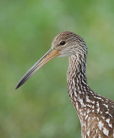 Limpkin (Aramus guarauna) photo