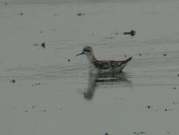 Red-necked Phalarope - Phalaropus lobatus