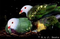 Wompoo Fruit-Dove - Ptilinopus magnificus