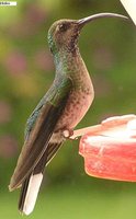 Violet Sabrewing - Campylopterus hemileucurus