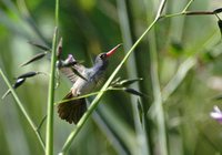 Blue-throated Goldentail - Hylocharis eliciae