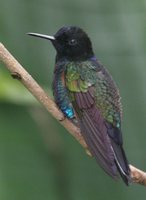 Velvet-purple Coronet - Boissonneaua jardini