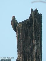 Blood-colored Woodpecker - Veniliornis sanguineus