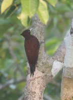 Scaly-breasted Woodpecker - Celeus grammicus