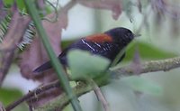 Black-hooded Antwren - Formicivora erythronotos