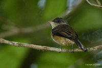 Lesser Antillean Pewee - Contopus latirostris