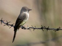 Flammulated Flycatcher - Deltarhynchus flammulatus