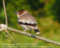 Black-crowned Tityra - Tityra inquisitor