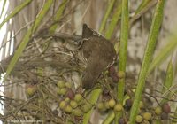 Palmchat - Dulus dominicus