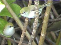 Christmas Island White-eye - Zosterops natalis