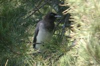 Brown Jay - Cyanocorax morio